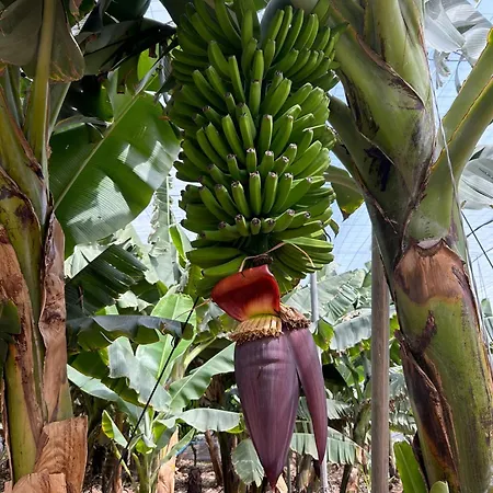 House Harvey J53 Mareverde * Costa Adeje (Tenerife)