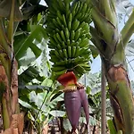 House Harvey J53 Mareverde * Costa Adeje