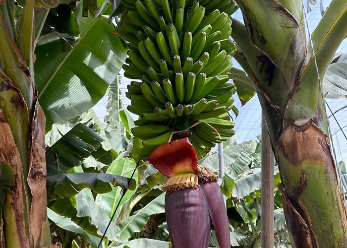 House Harvey J53 Mareverde * 阿德耶